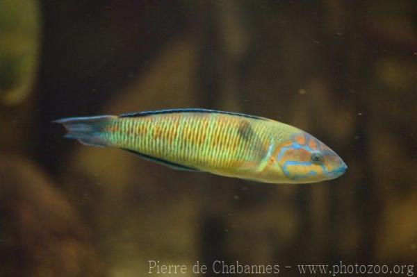 Ornate wrasse