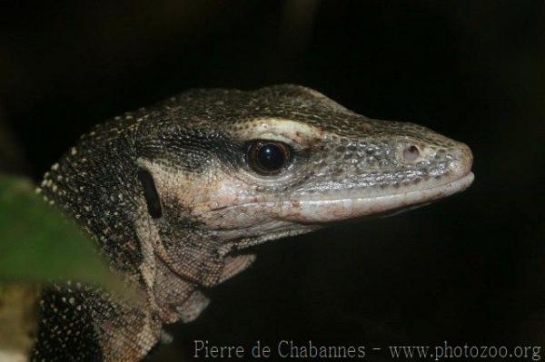 Peach-throated monitor