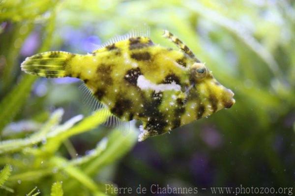 Bristletail filefish