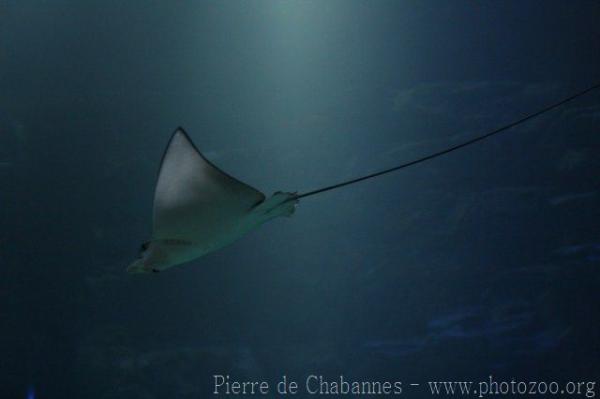 Ocellated eagle ray