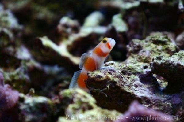 Pinkbar goby