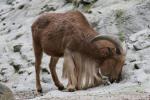 Aoudad