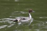 Northern pintail