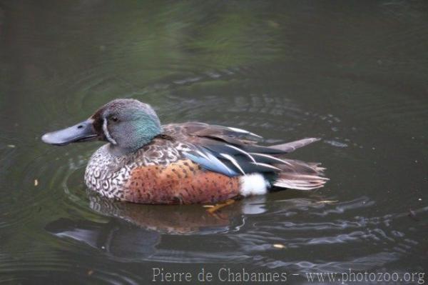 Australian shoveler