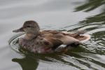 Gadwall