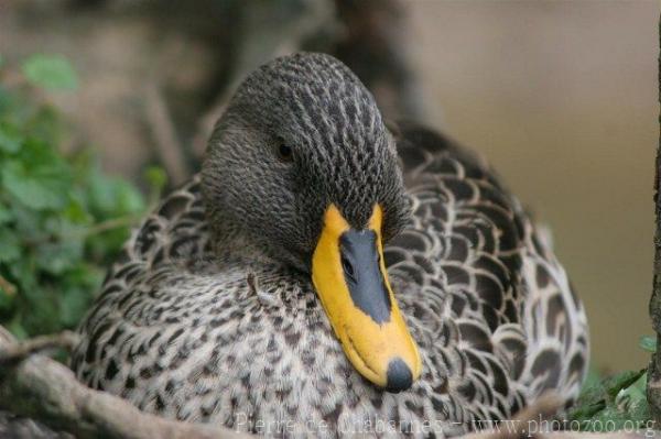 Yellow-billed duck