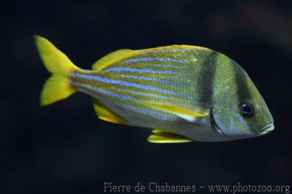 Porkfish