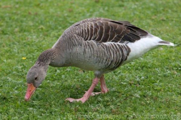 Greylag goose