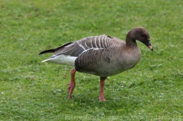 Pink-footed goose