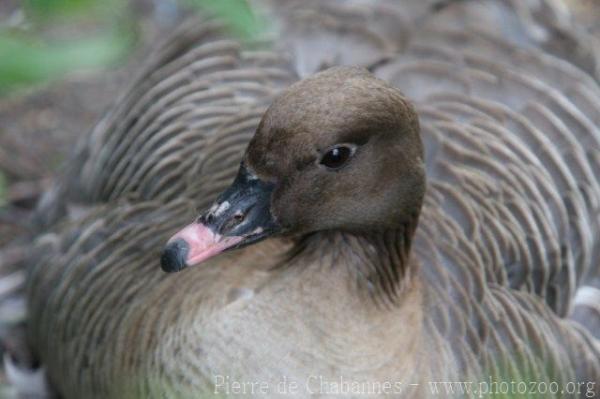 Pink-footed goose