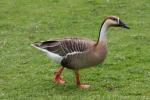 Swan goose