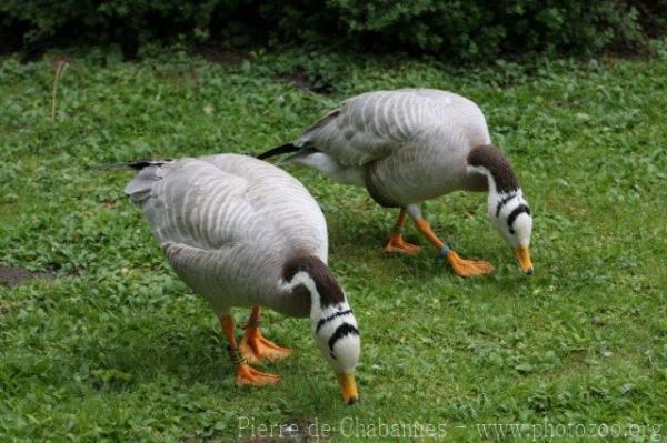 Bar-headed goose