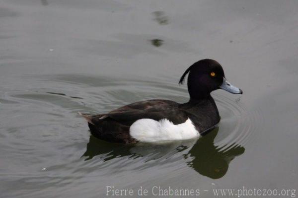 Tufted duck