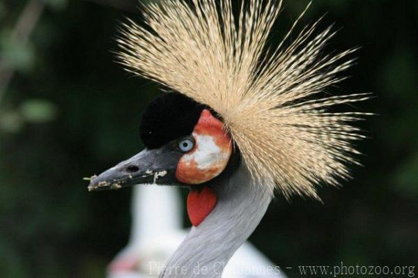 Grey crowned crane