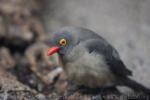 Red-billed oxpecker