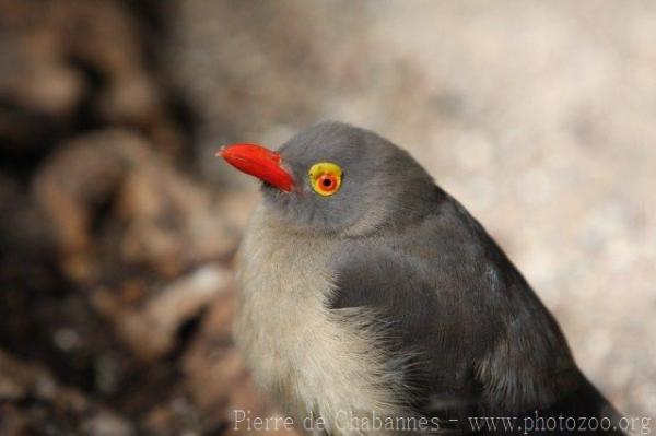 Red-billed oxpecker