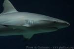 Blacktail reef shark