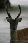 Vietnamese sika deer