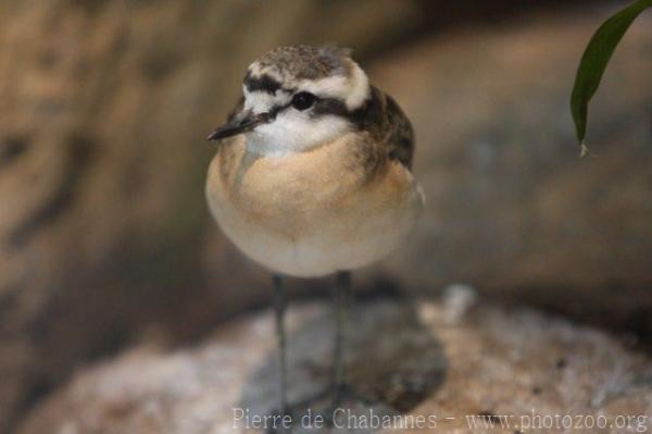 Kittlitz's plover