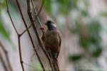 Speckled mousebird