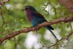 Lilac-breasted roller