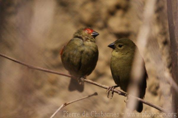Red-faced crimsonwing