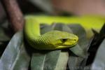 Eastern green mamba