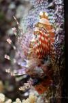 Zebra turkeyfish