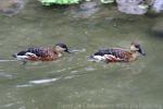 Wandering whistling-duck