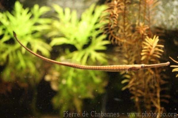 Giant freshwater pipefish