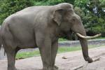 Asian elephant