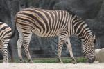 Chapman's zebra