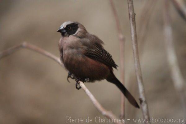 Black-faced waxbill