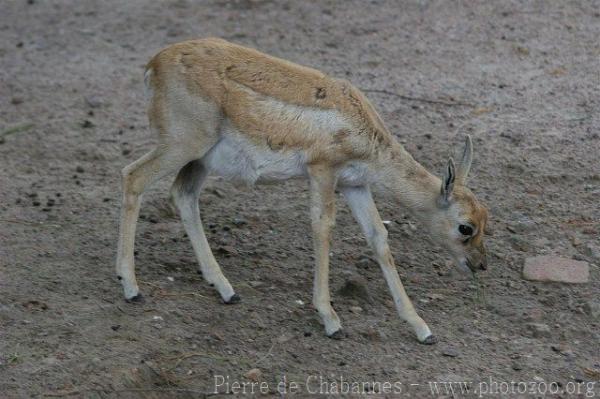 Persian gazelle *