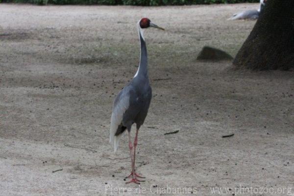 White-naped crane