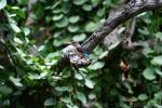 Brown-hooded kingfisher