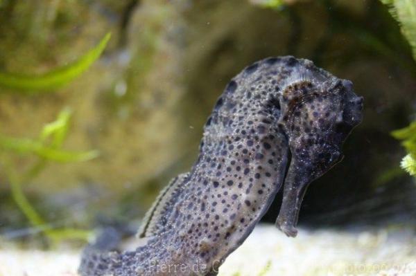 Longsnout seahorse