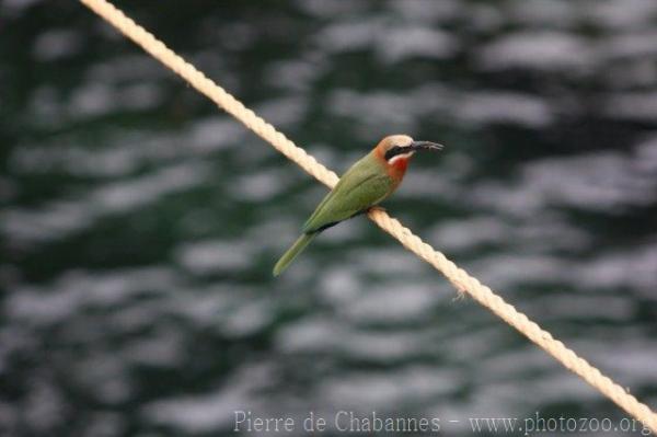 White-fronted bee-eater