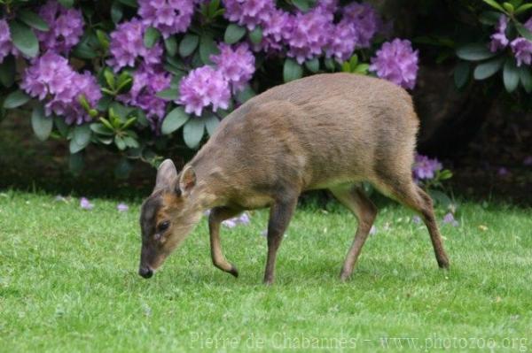 Reeve's muntjac