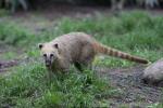 South American coati