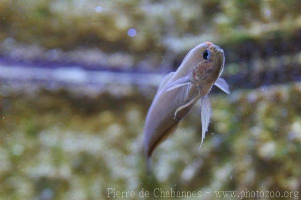 Blue-barred ribbon goby *