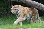 Mainland (Siberian) tiger