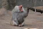 Hamadryas baboon