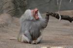 Hamadryas baboon