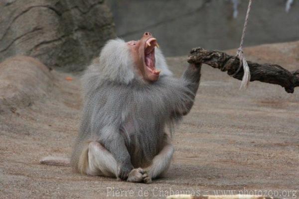 Hamadryas baboon