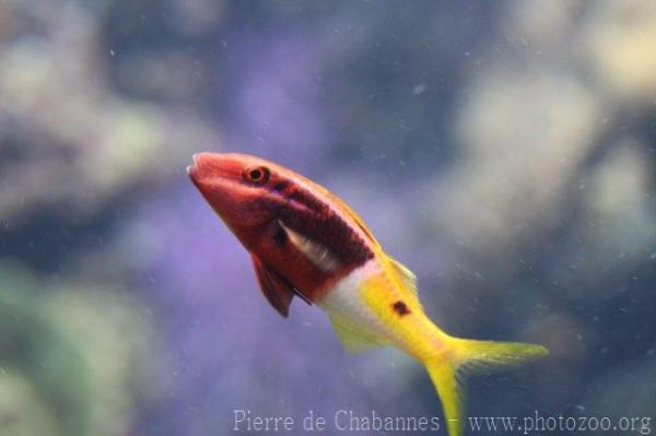 Bicolor goatfish