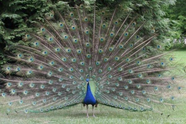 Indian peafowl