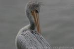 Pink-backed pelican