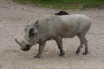 Common warthog