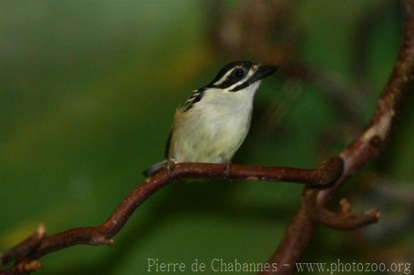 Yellow-rumped tinkerbird *